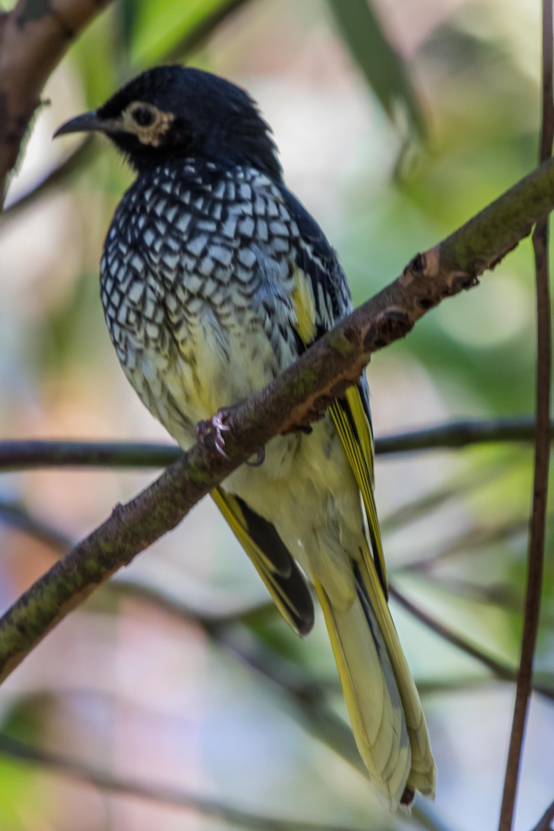 Regent Honeyeater - ML30353541