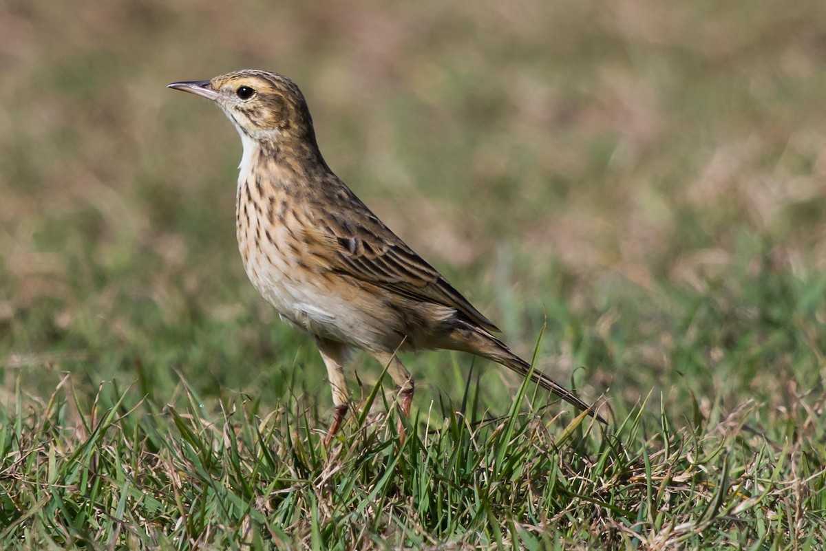 Australian Pipit - ML30353611