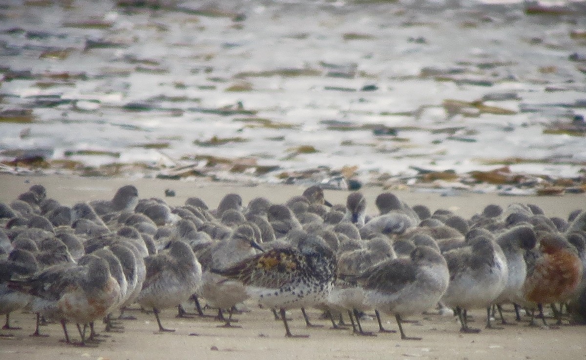 Great Knot - Craig Robson