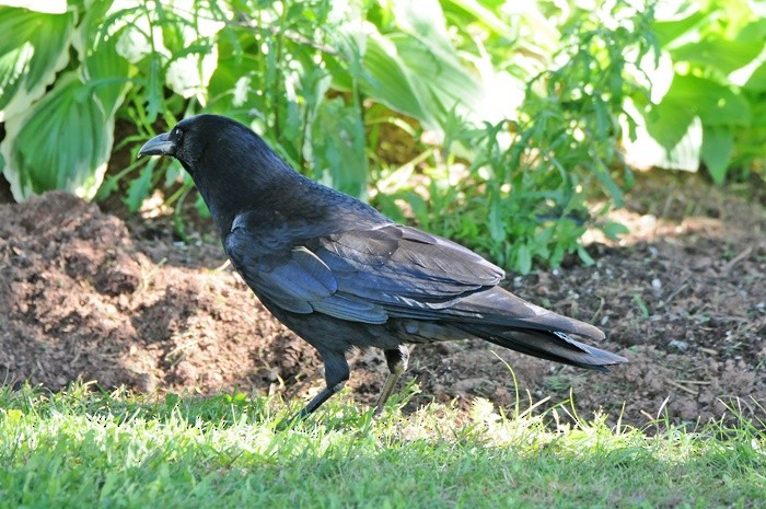 American Crow - ML30353771