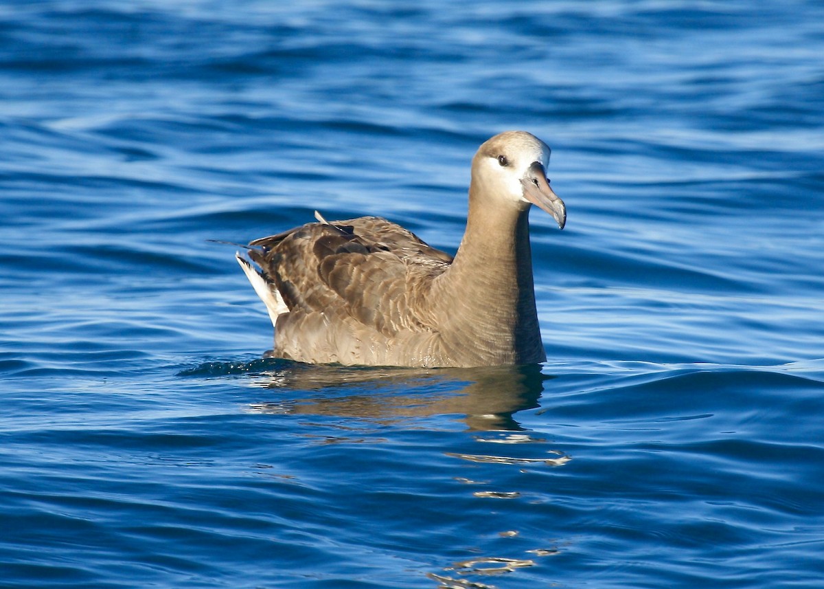 Black-footed Albatross - ML303538091