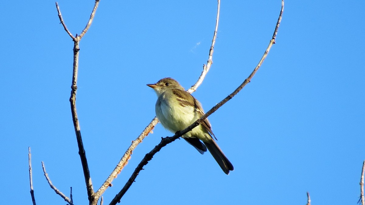 Acadian Flycatcher - ML30353871
