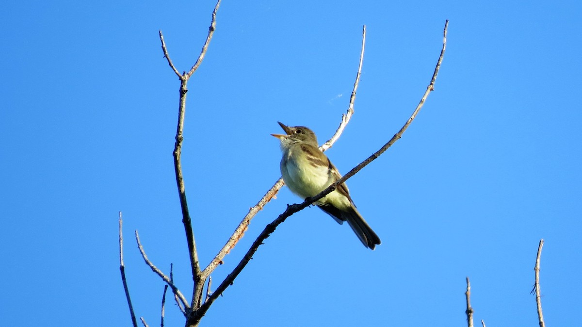 Acadian Flycatcher - ML30353881
