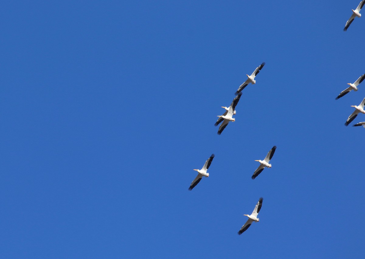 American White Pelican - ML303542321