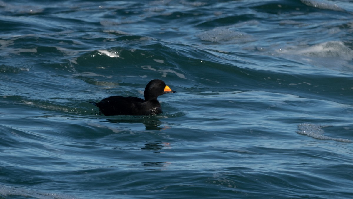 Black Scoter - Mathurin Malby