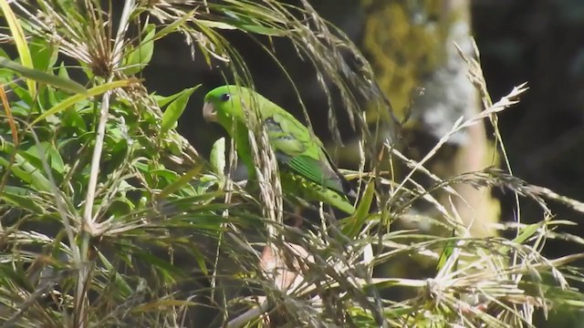 Barred Parakeet - ML303542511