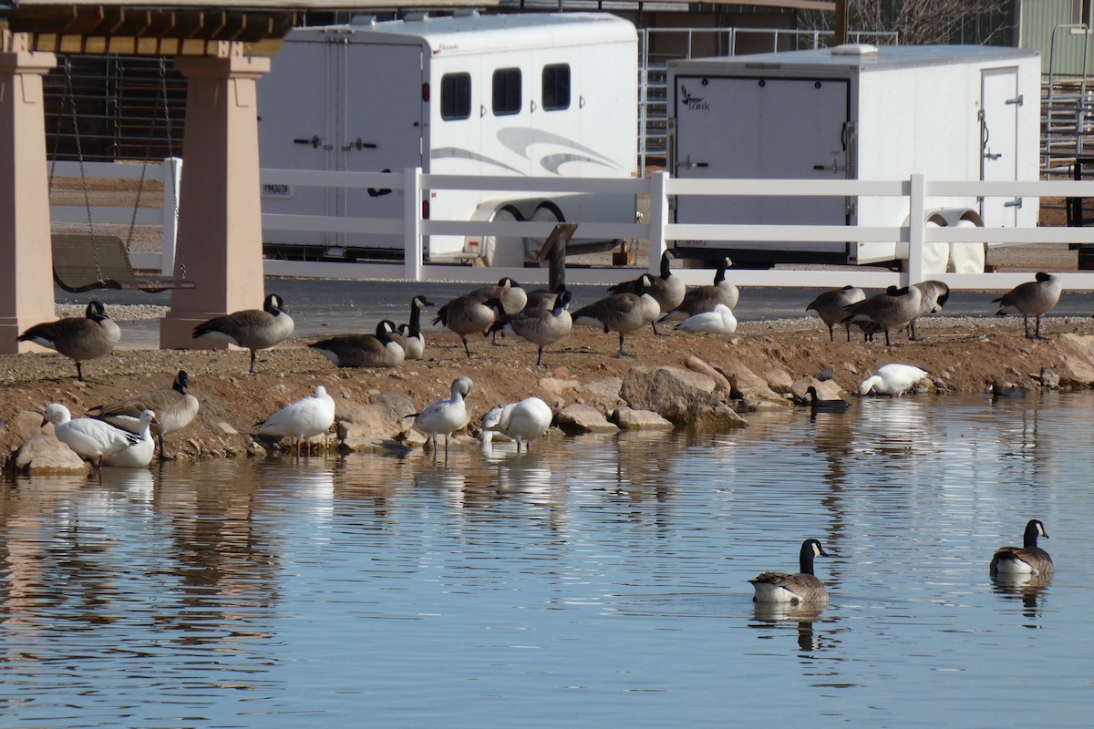 Snow Goose - ML303542991