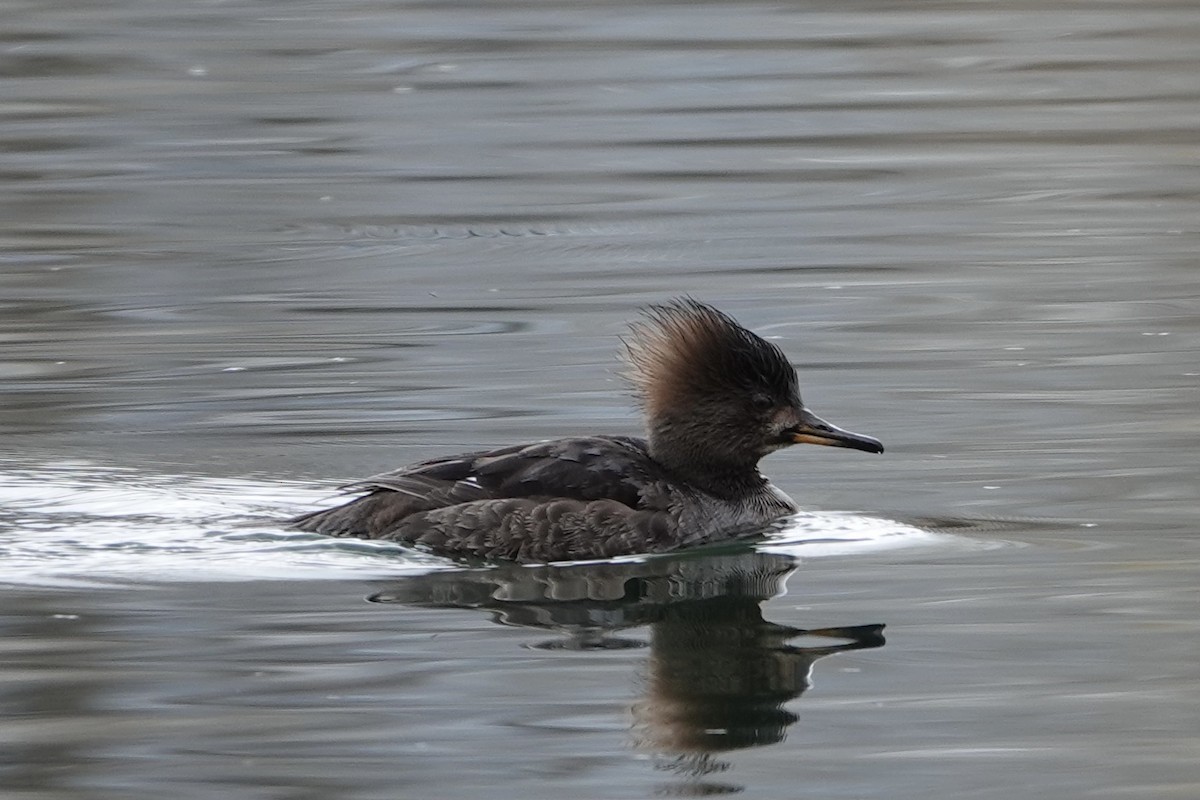 Hooded Merganser - ML303543701