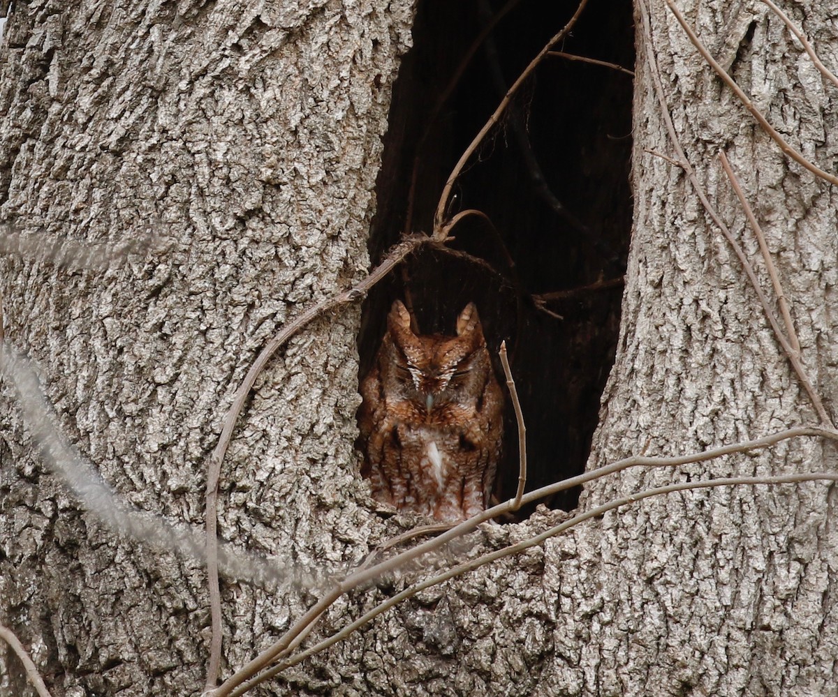 Eastern Screech-Owl - Pamela Barton