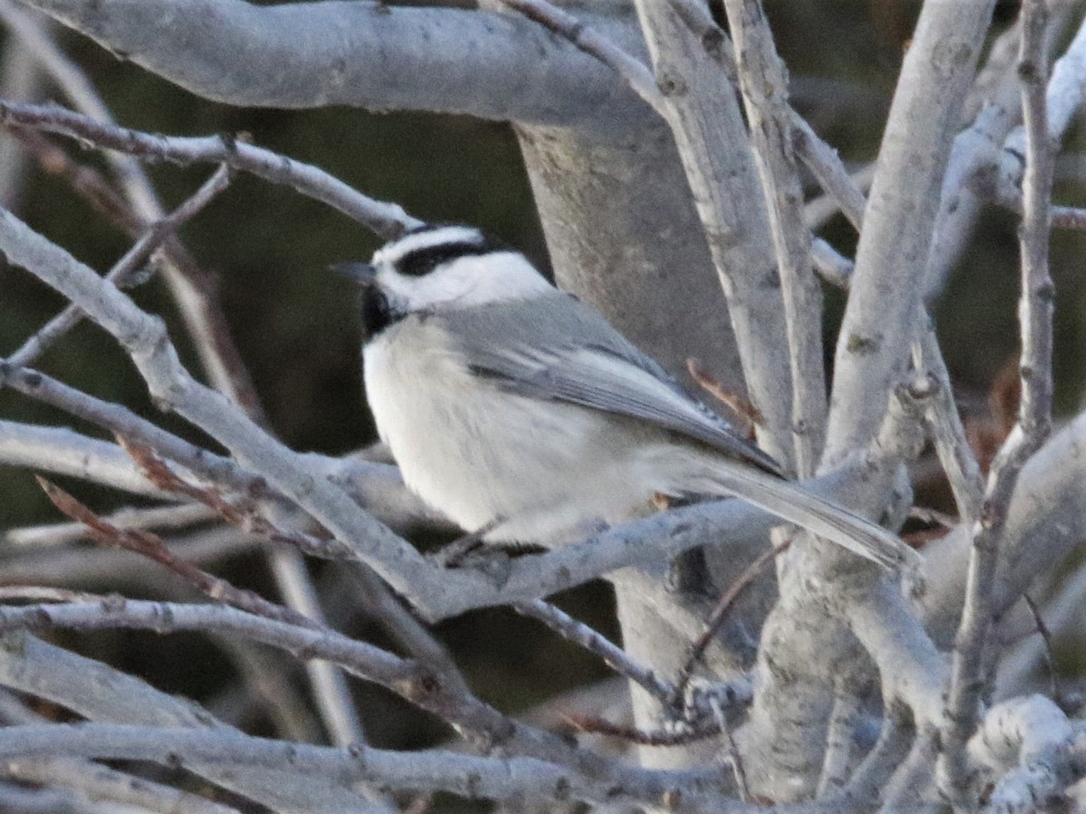 Mountain Chickadee - ML303545041