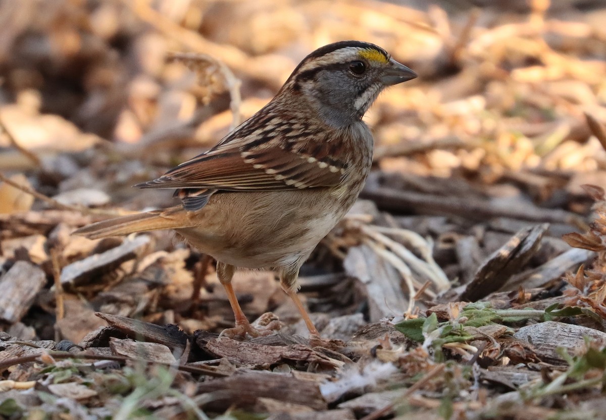 White-throated Sparrow - Steve Tucker