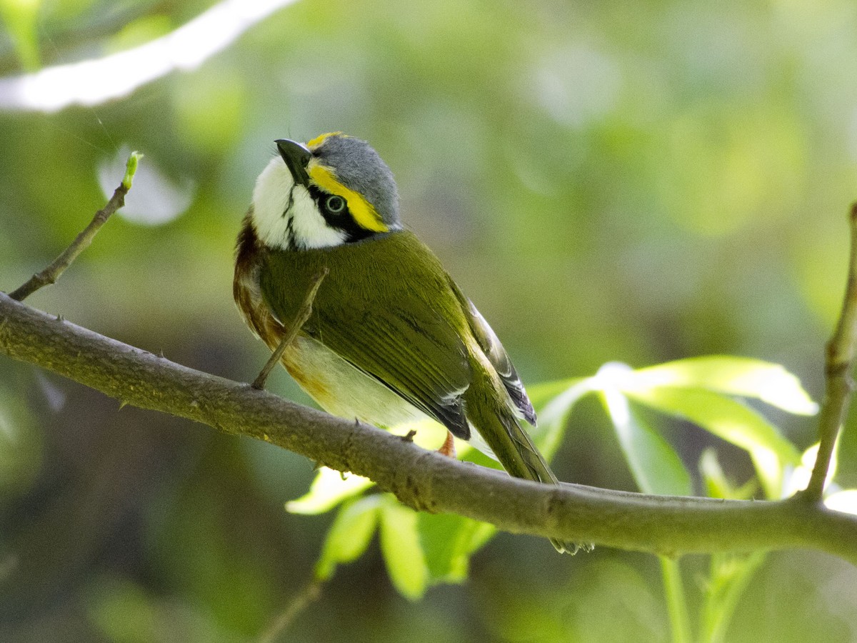 ワキアカミドリモズ - ML30354931