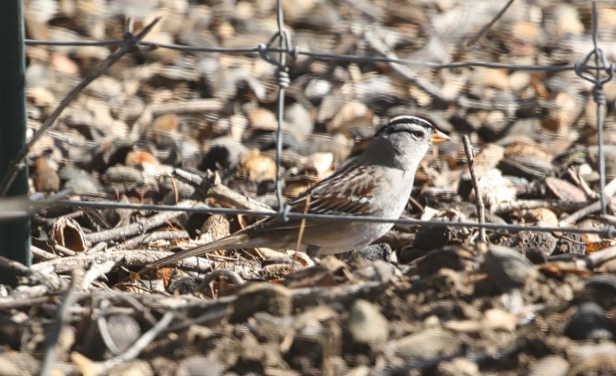 Bruant à couronne blanche - ML303551961