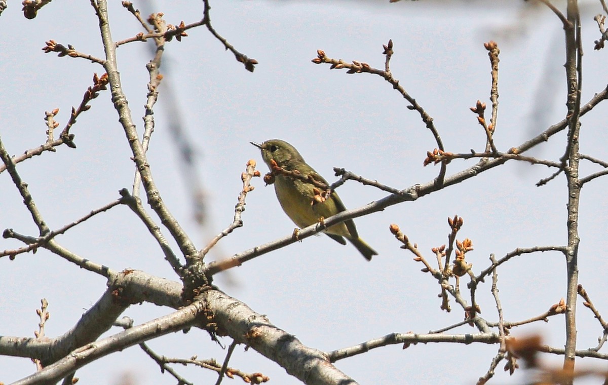 Ruby-crowned Kinglet - ML303552011