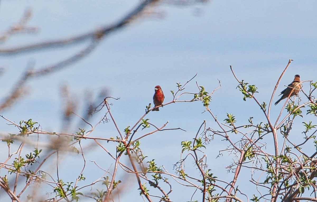 House Finch - ML303552311