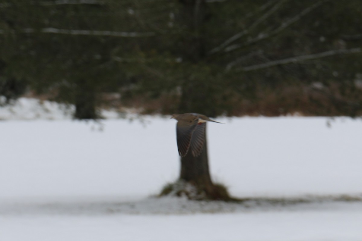 Mourning Dove - ML303553271
