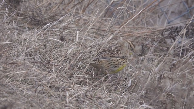 Eastern Meadowlark - ML303553301