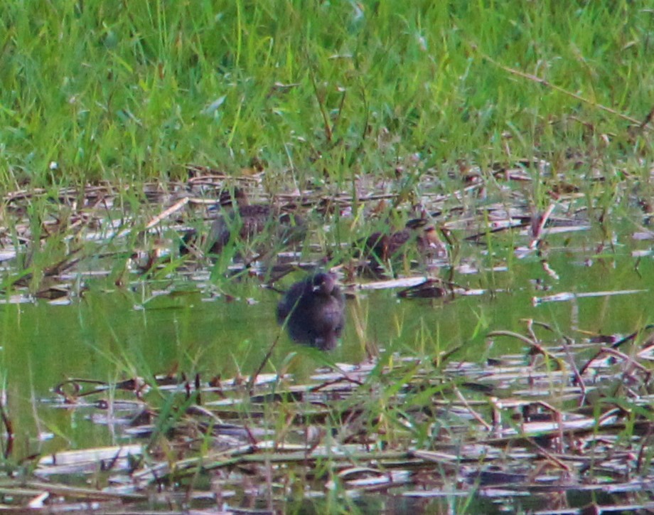 Masked Duck - ML303553501