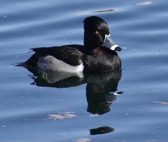 Ring-necked Duck - ML303556101