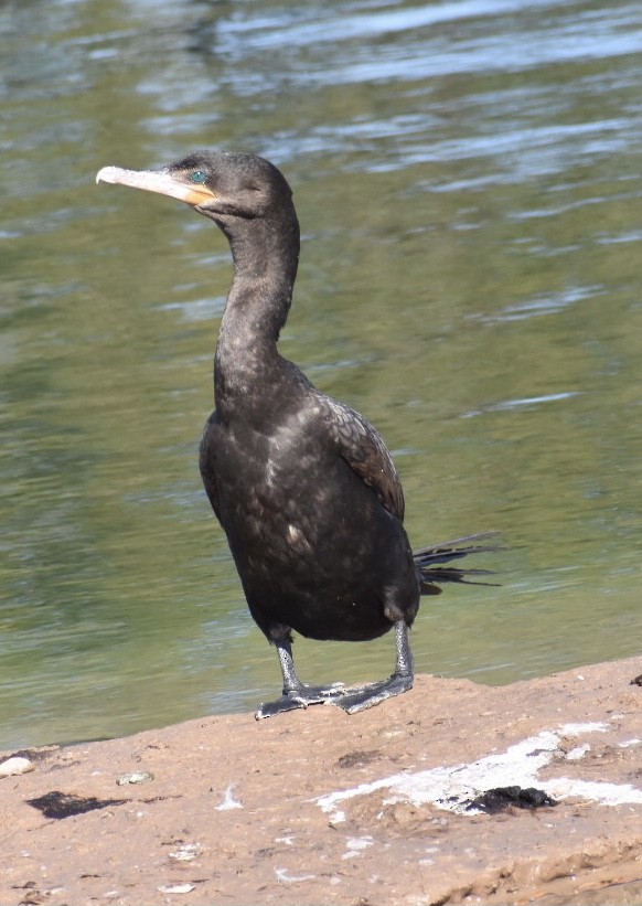 Neotropic Cormorant - ML303556141