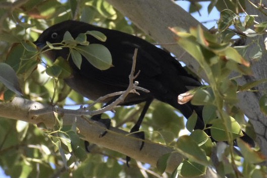 Great-tailed Grackle - ML303556161