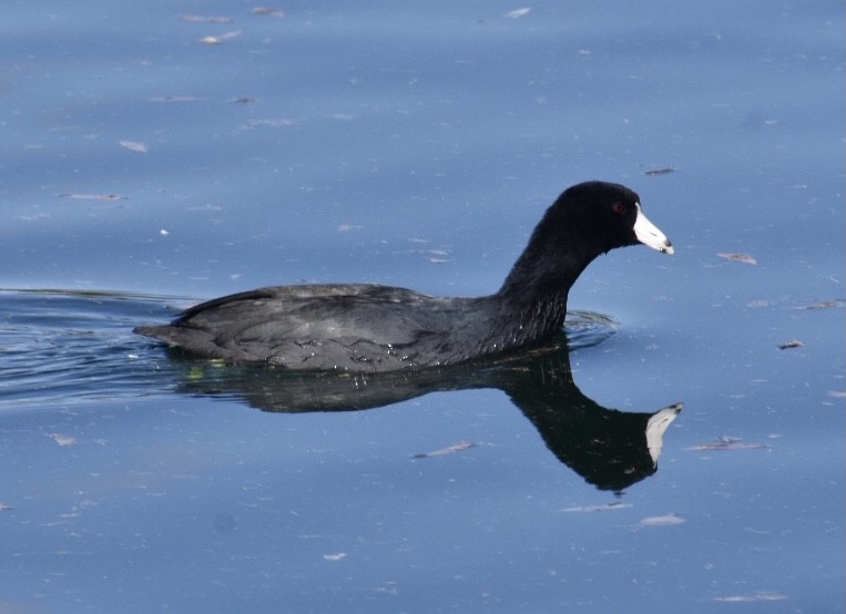 American Coot - ML303556201