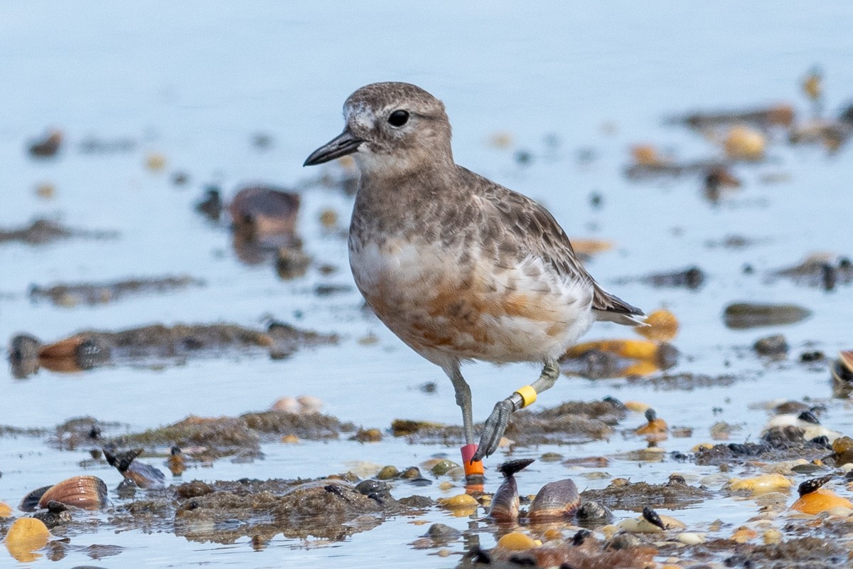 Red-breasted Dotterel - ML303556381