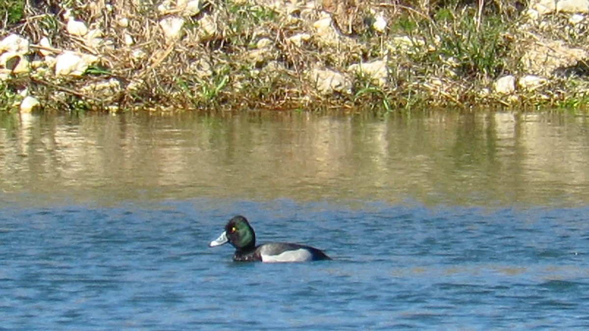 Ring-necked Duck x Greater Scaup (hybrid) - Colette Micallef