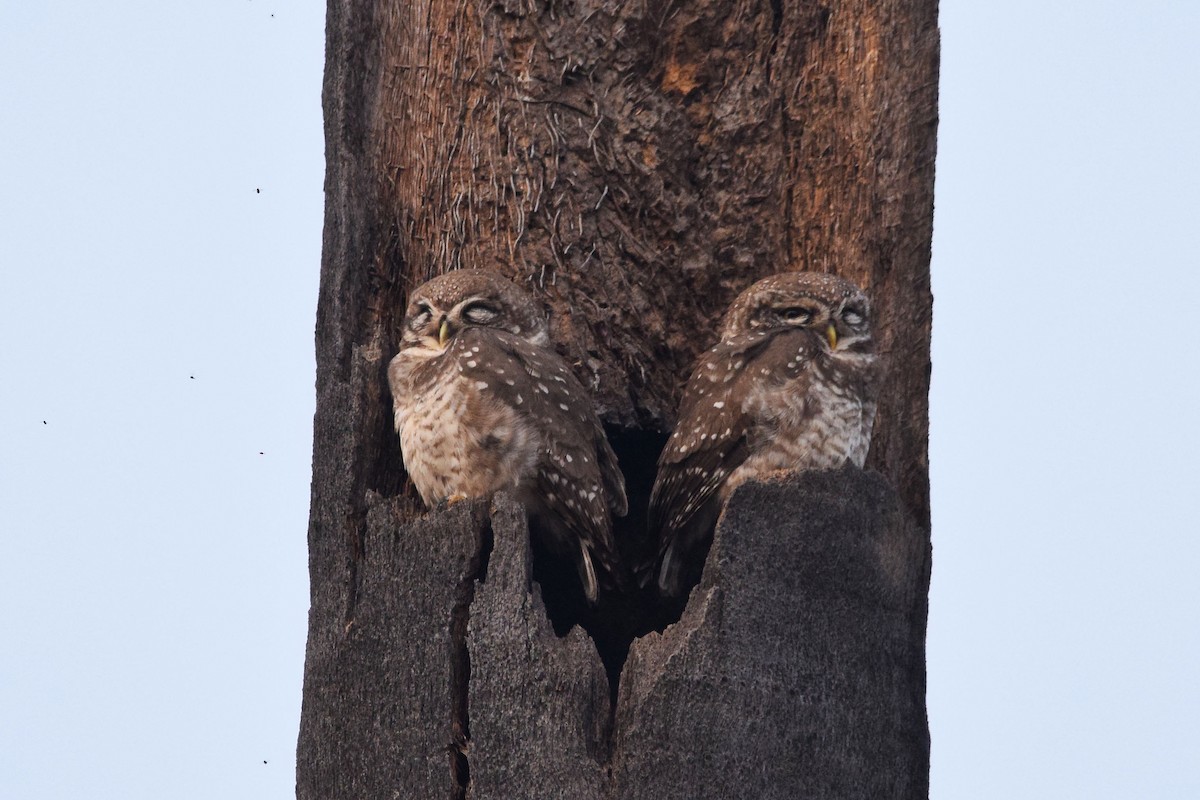 Spotted Owlet - ML303559891