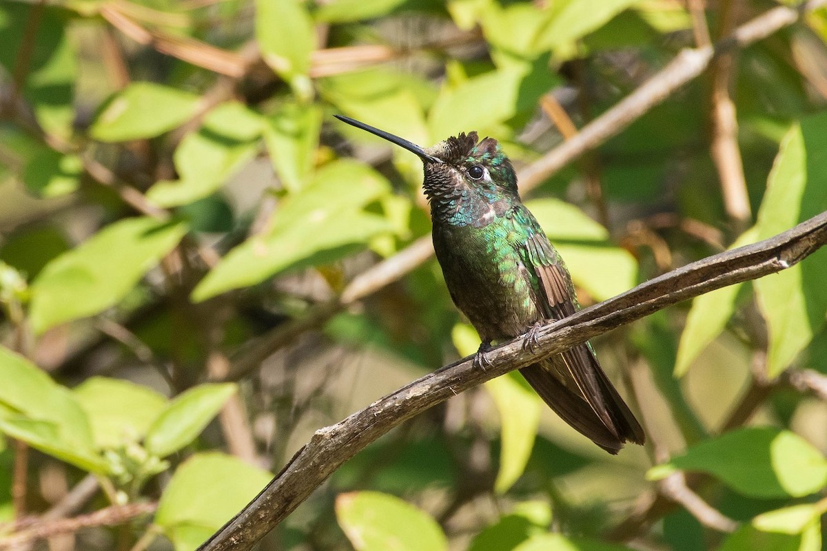 Rivoli's Hummingbird - ML303560771