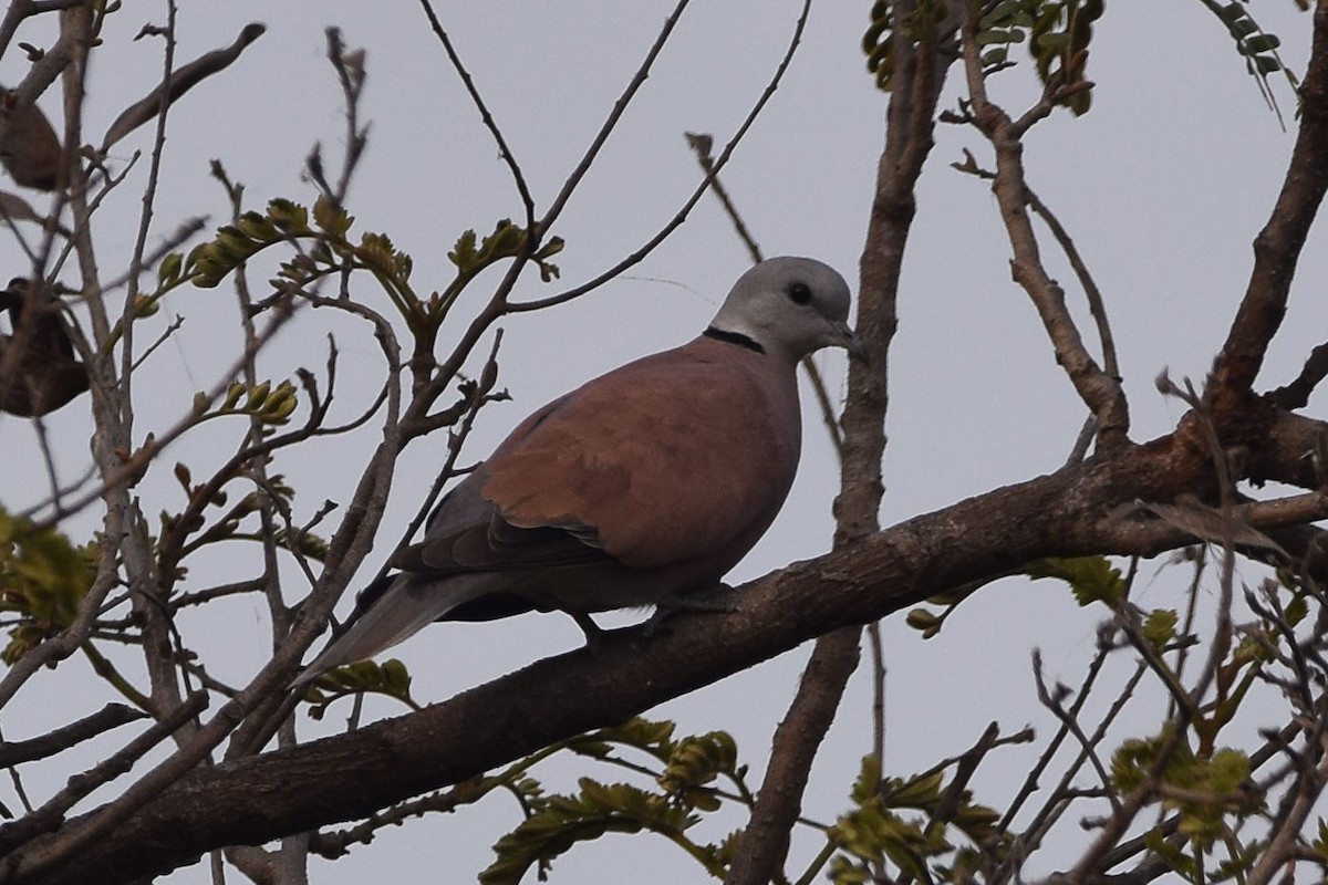 Usapal burugrisa - ML303561701