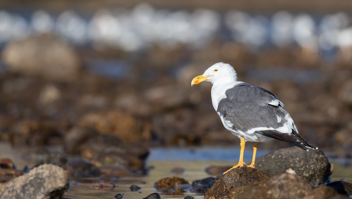 Yellow-footed Gull - Ian Davies