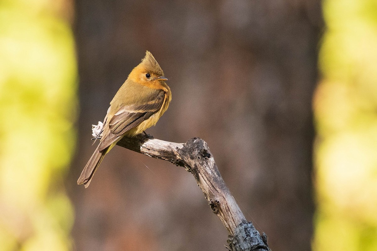 Tufted Flycatcher - ML303562691