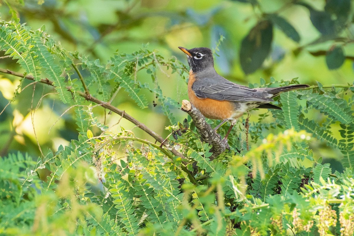 American Robin - ML303563701