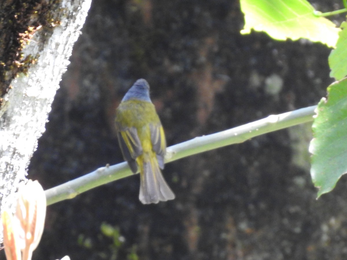 Gray-headed Canary-Flycatcher - Arulvelan Thillainayagam