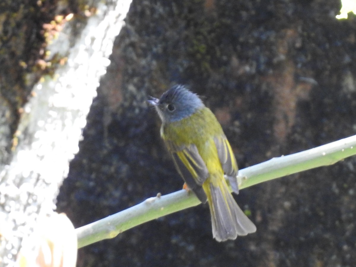 Gray-headed Canary-Flycatcher - Arulvelan Thillainayagam