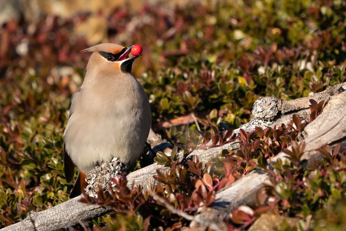 Bohemian Waxwing - ML303565081