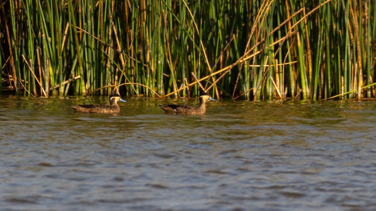 Blue-billed Teal - ML303565321