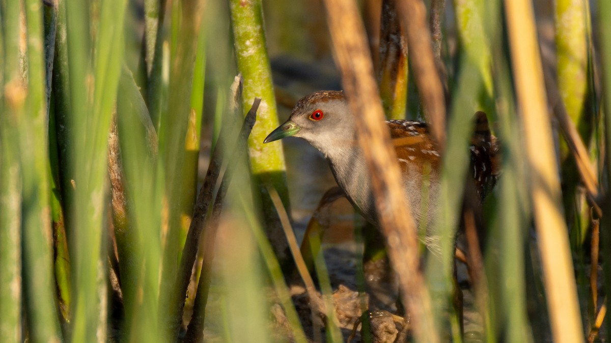 Baillon's Crake (Western) - ML303565371