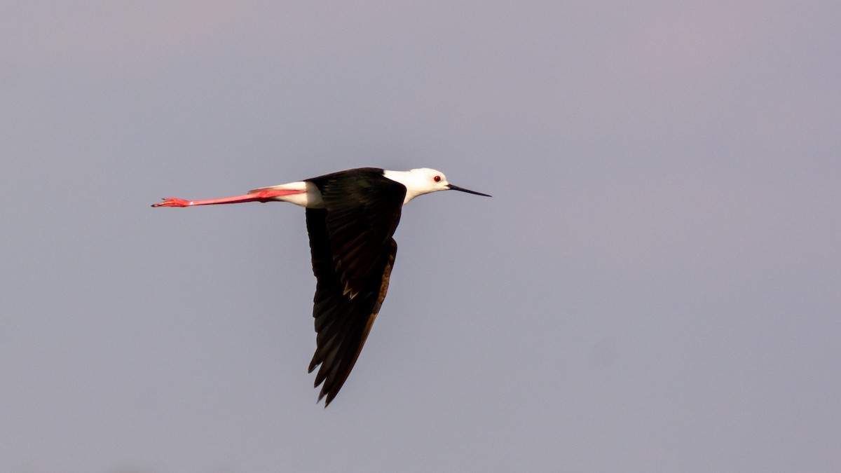 Black-winged Stilt - ML303565401