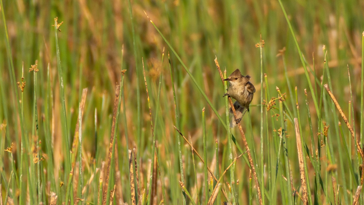 Madagascar Swamp Warbler - ML303565461