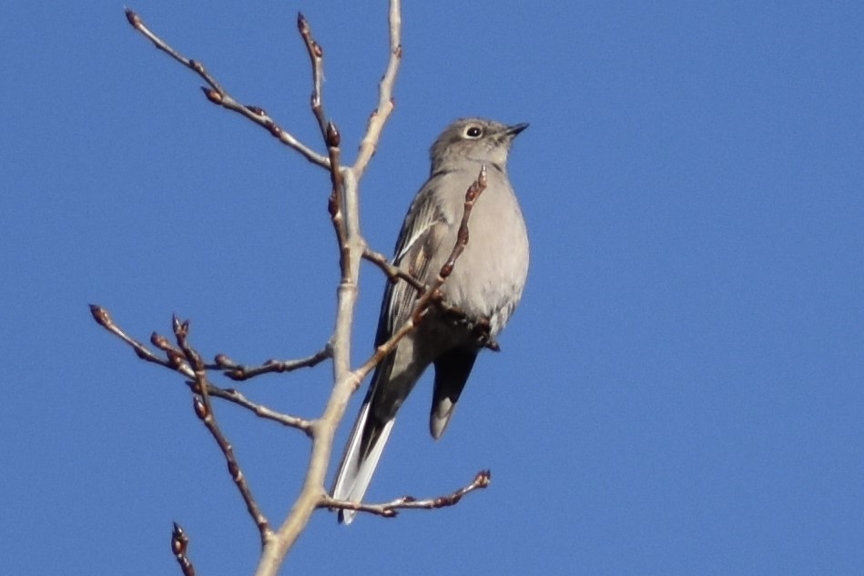 Townsend's Solitaire - ML303568051