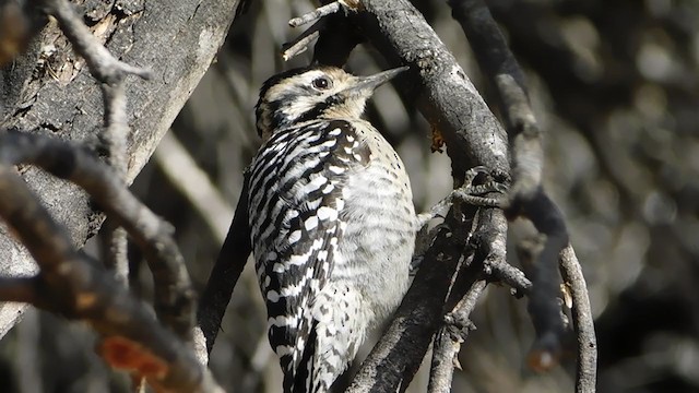 Ladder-backed Woodpecker - ML303569991