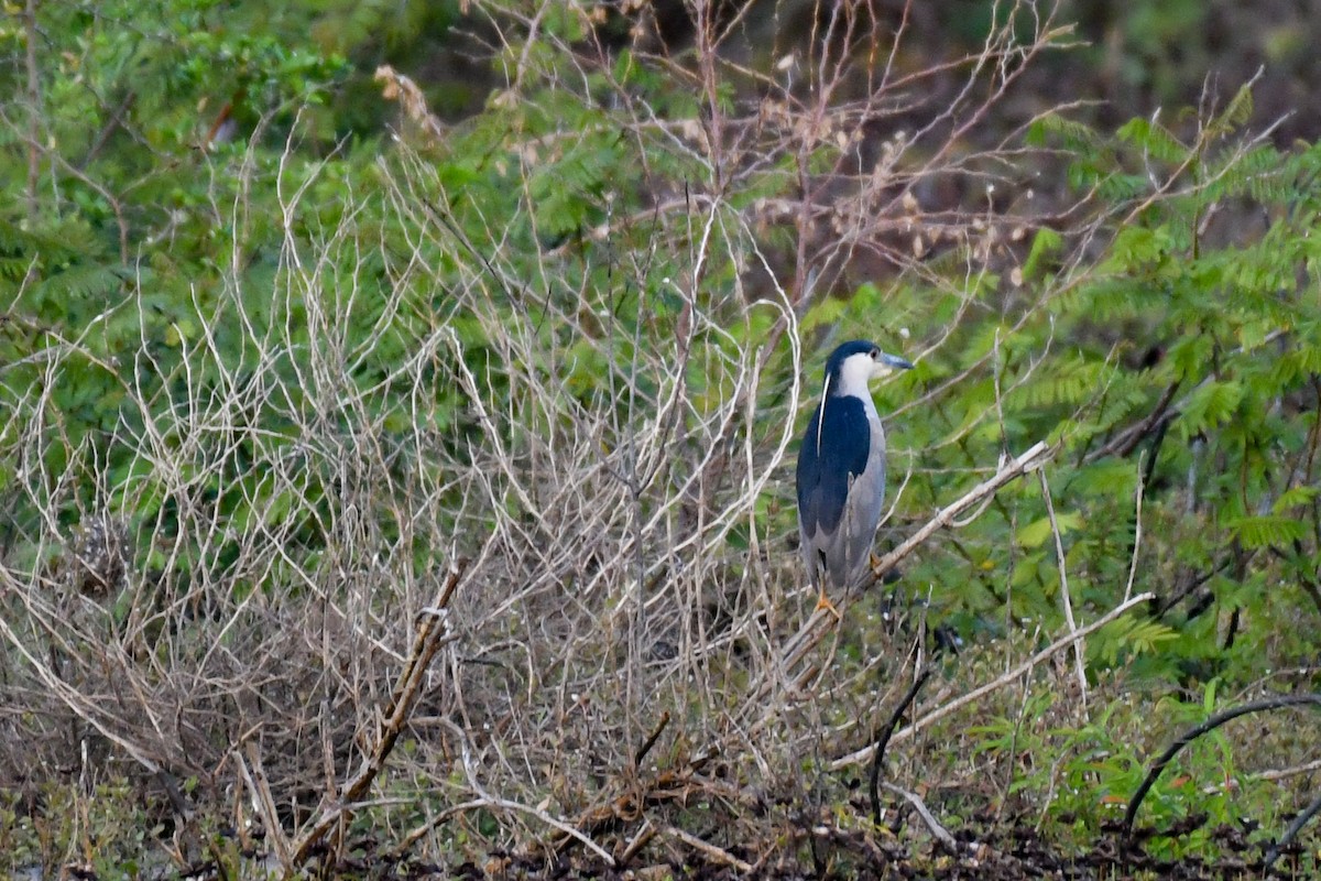 Black-crowned Night Heron - ML303570171