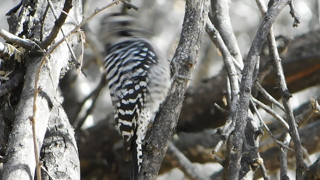 Ladder-backed Woodpecker - ML303570361