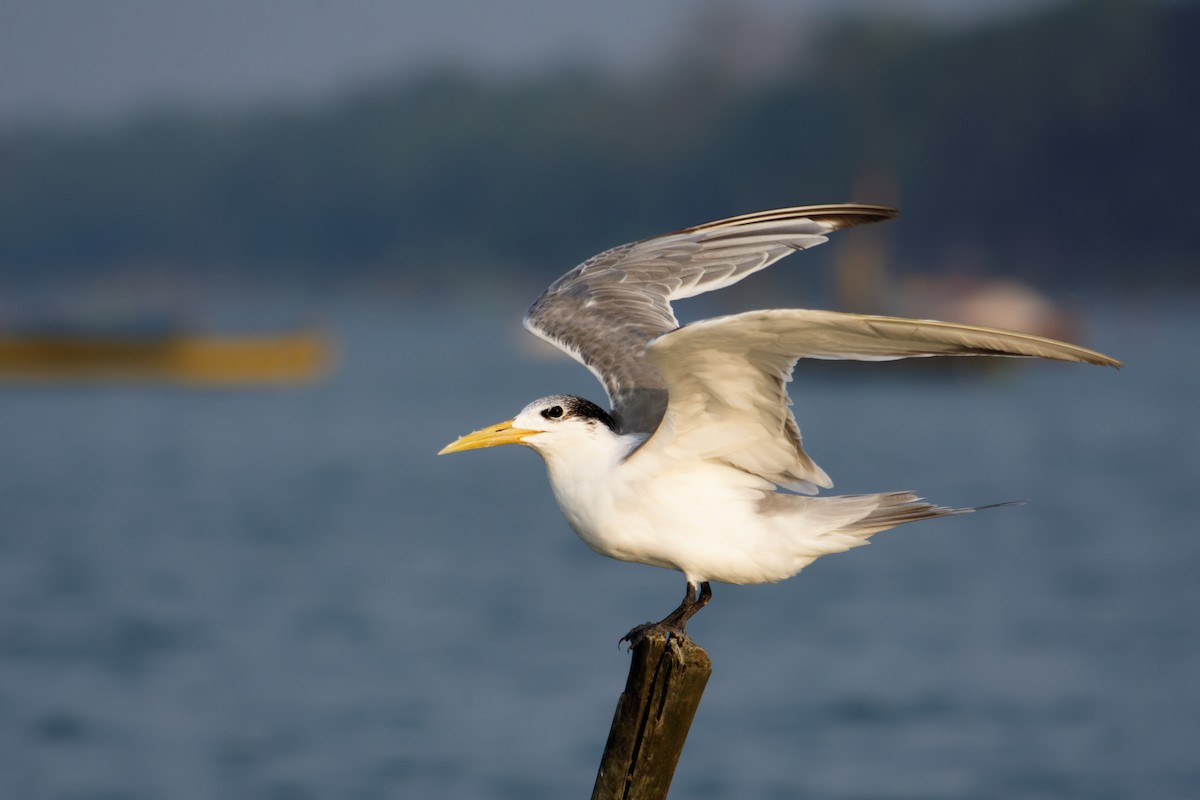 Great Crested Tern - Shaurya Rahul Narlanka