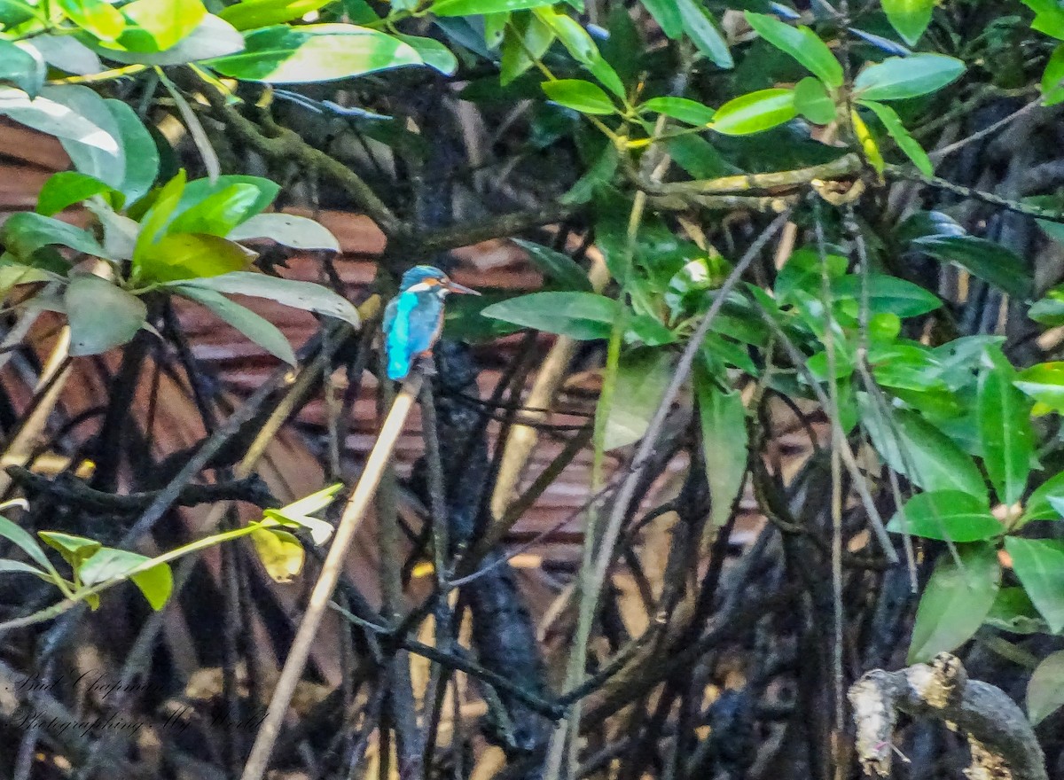 Common Kingfisher - ML303572181