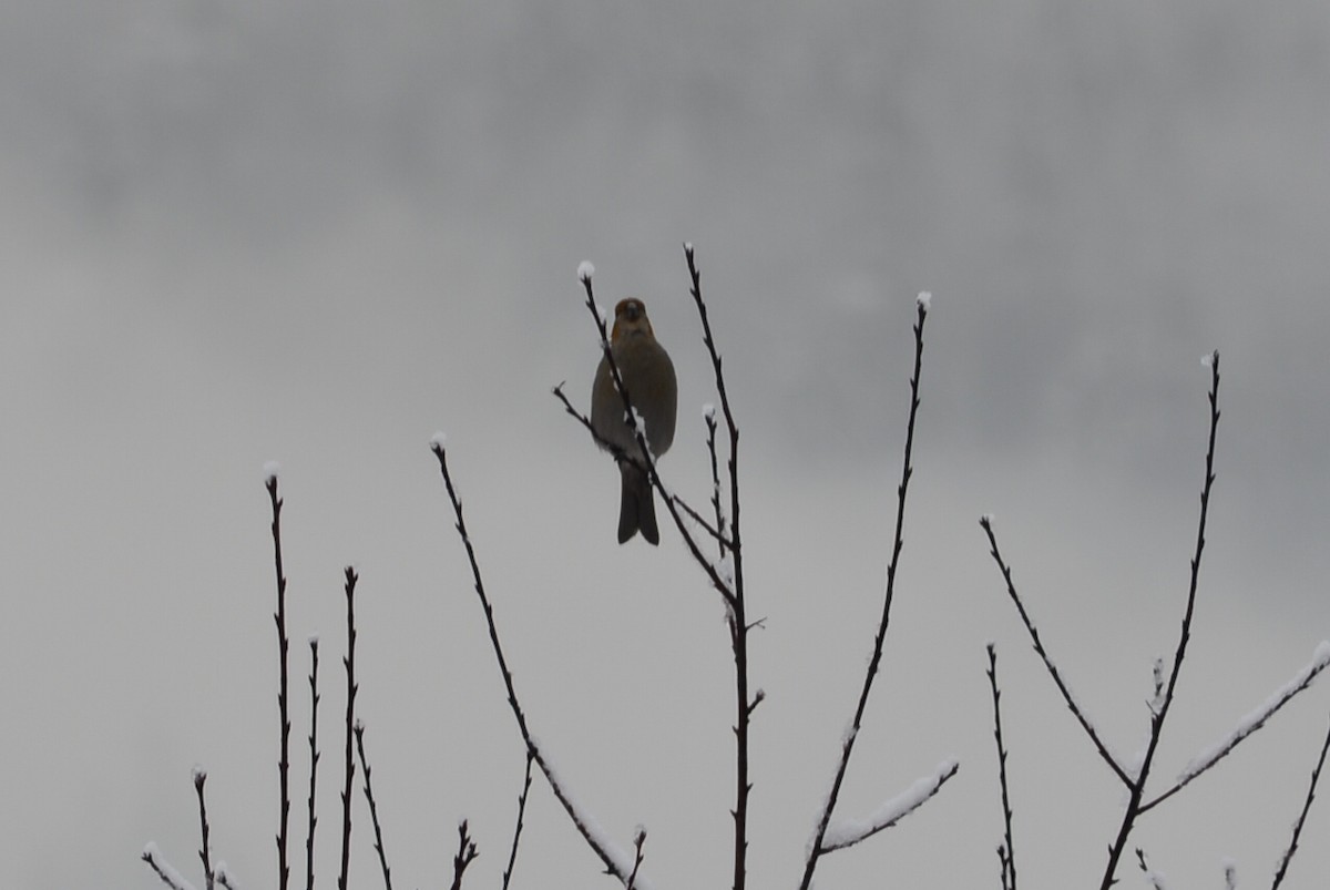 Pine Grosbeak - Ed Klassen