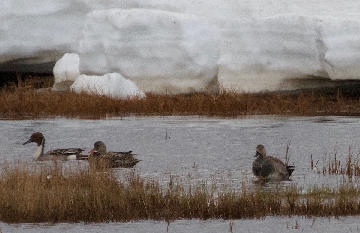 Gadwall - ML30357401