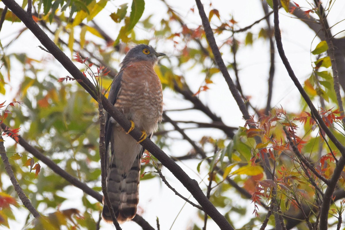 Common Hawk-Cuckoo - ML303575801